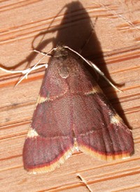 Yellow-fringed Dolichomia Yellow-fringed Dolichomia